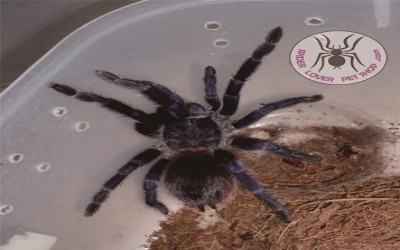 Pterinopelma Sazimai 2-3 cm unsex tarantula